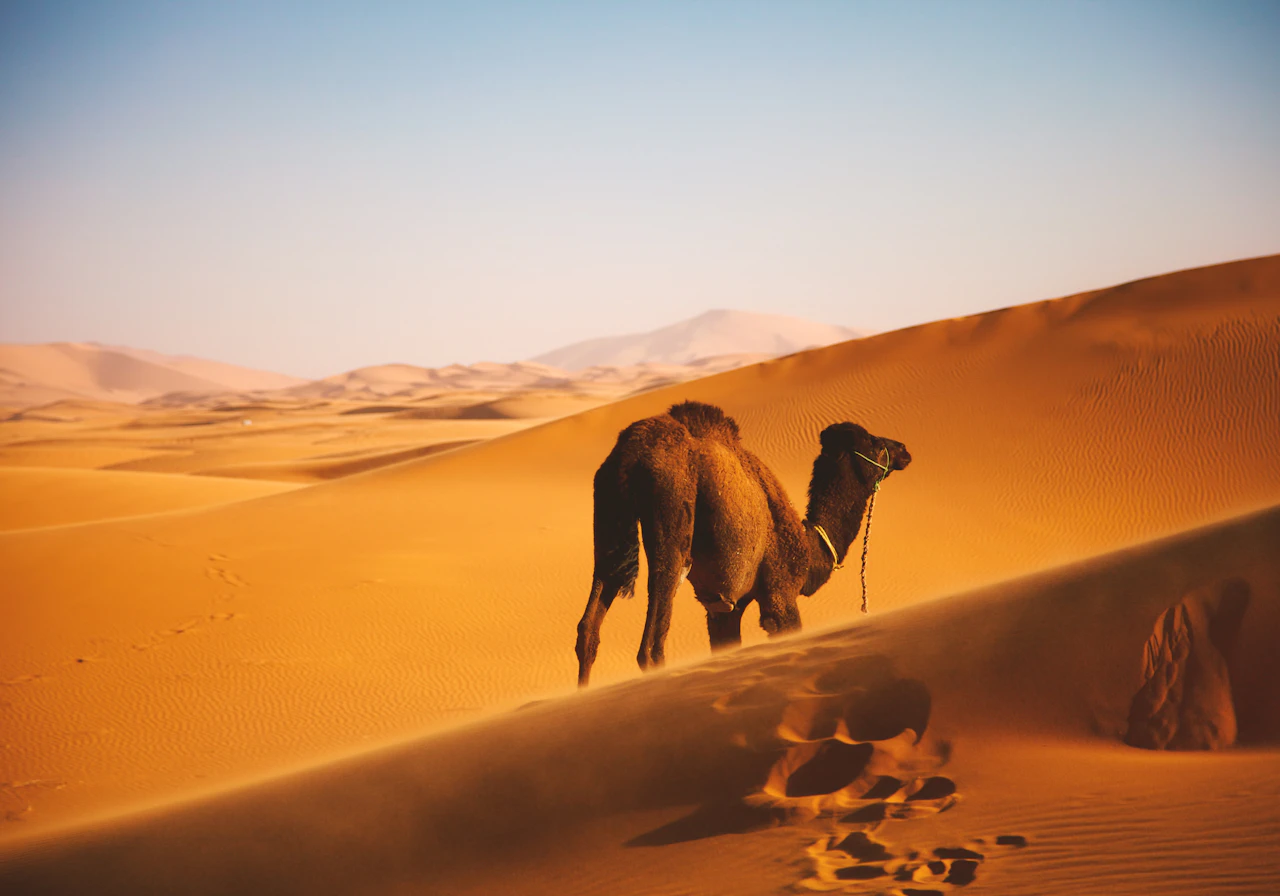 Illustrative camel experience in Morocco